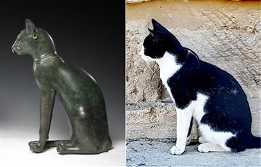 图 4 左：“盖尔·安德森猫”；右：埃及神庙里的猫（作者摄于2019年11月）